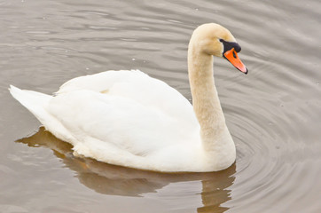 swan on the lake