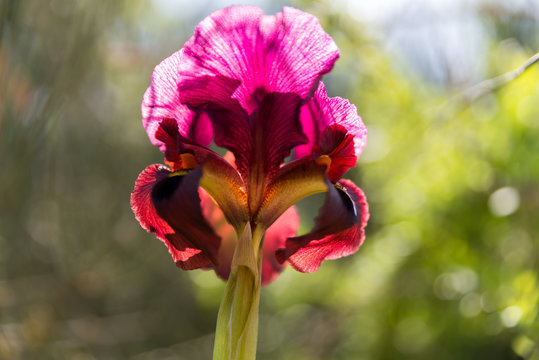 Irus Argaman Reserve in Netanya