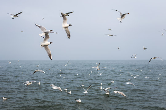 Many hungry seagulls flying in cloudy sea on rainy day. Horizontal color photography.