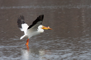 Fototapeta na wymiar A pelican takes flight from a lake