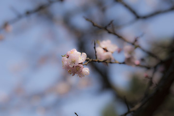 flower, orchard in spring