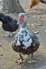 Musk duck 5