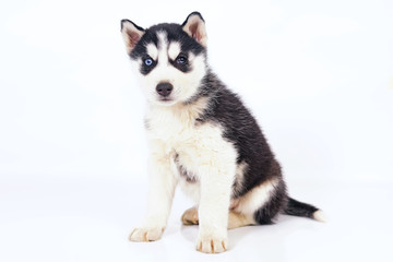 Cute black and white Siberian Husky puppy with different eyes sitting indoors on a white background