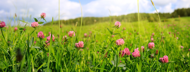 Clover flowers field in sunset.