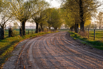 Poranek z wierzbami © podlaski49
