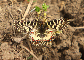 Southern festoon (Zerynthia polyxena) on spring meadow