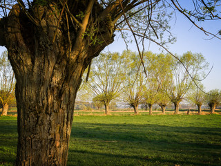 Poranek z wierzbami © podlaski49