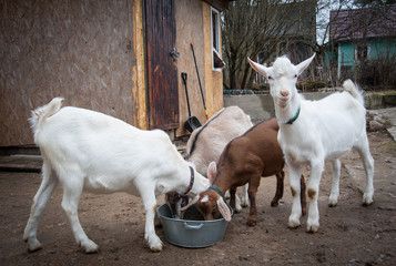 Obraz premium goats domestic on the street
