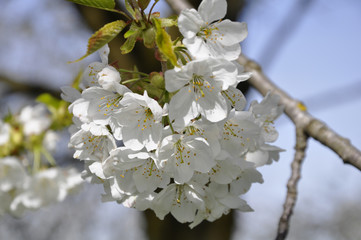cherry blossom ciliegio