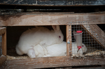 rabbit in a cage