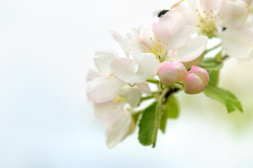 White apple blossoms in springtime garden