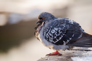 pigeon