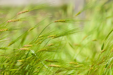 Green rice field.