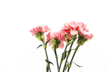Fototapeta premium Carnations, happy mother's day, greeting cards