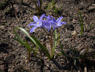 blue first spring flowers  grow in soil
