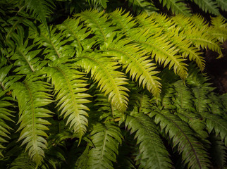 background yellow - green fern close
