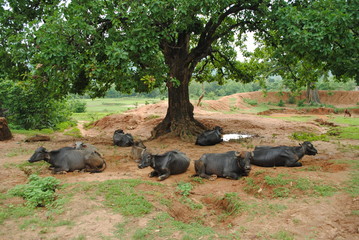 buffalos are resting.