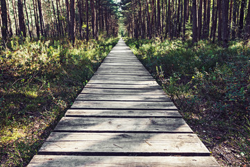 Obraz premium Empty wooden pathway in the woods at summer day 