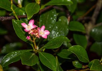 Obraz na płótnie Canvas small pink flowers on a background of green foliage. subtropical plant