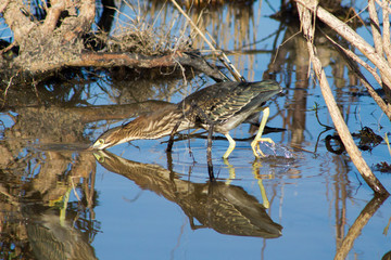 Reflection of a Green Heron fishing