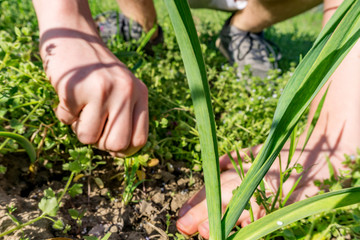 Close-up of the hands of a teenager weeping levels with green garlic in early spring. Cleaning of weeds. Concept agro culture and farming. Fokus on the garlic.