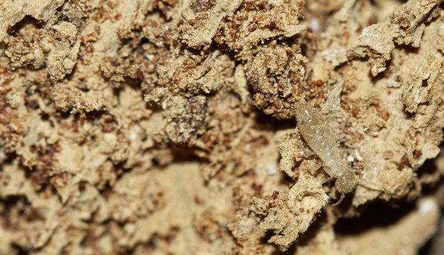 Termite worker over rotten wood