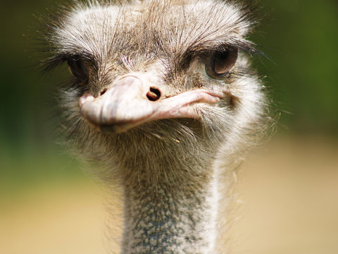 Drole, moelleux, mignon, doux, autruche gris avec de grands yeux et de longs cils