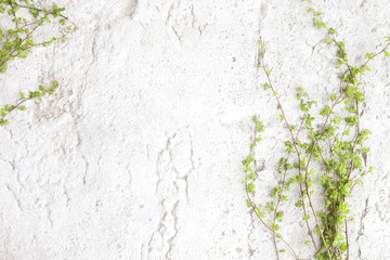 Green tree branches on white stone background. Spring branches with young leaves on concrete floor.