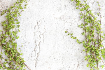 Green tree branches on white stone background. Spring branches with young leaves on concrete floor.