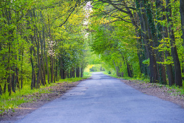 Naklejka premium road forest