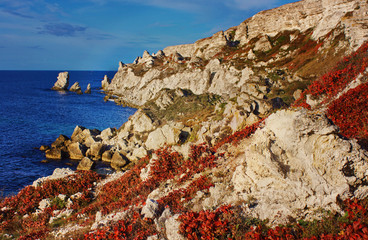Amazing sea landscape with red cotinus. Crimea, Ukraine