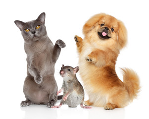 Obraz premium Dancing pets Burma cat, Pekingese dog and rat on a white bacground 