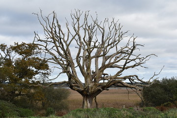 Dead tree