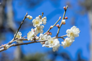 白梅の花
