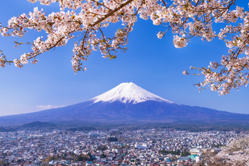 満開の桜と富士山