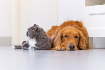 British shorthair cats and Golden Retriever