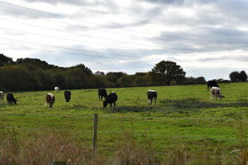 Cows