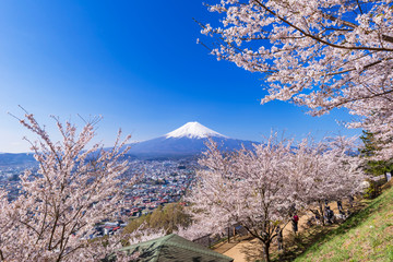 桜咲く新倉山浅間公園の春