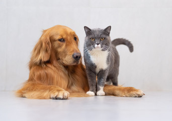 British shorthair cats and Golden Retriever