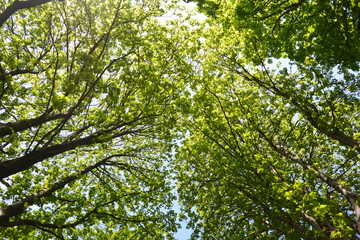 Bäume ragen in den Himmel