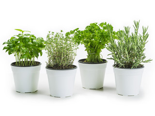 Herbs in pots over white background