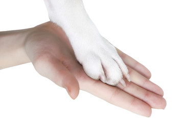Woman is giving a high give to the paw dog.