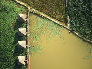 Aerial view of lotus farm