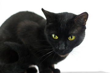 Black cat on a white background.
