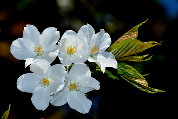 Fototapeta premium 大島桜（オオシマザクラ）/葉が出てから花が咲く。食用に成る葉の色が黄緑であるため山桜と区別できる。数千本の中なら最も良い花を咲かせる木を厳選して撮影。