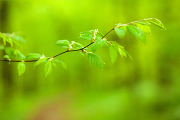 Fresh green beech tree leaves growing in a lush forest in springtime. Beauty in nature. Selective focus concept.