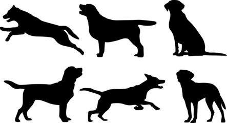Labrador Retriever - Silhouetten - obrazy, fototapety, plakaty