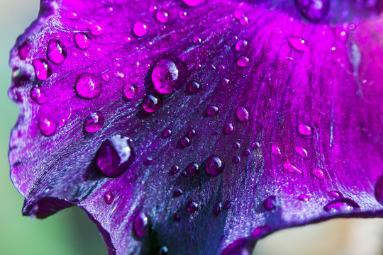 Fototapeta Purple flower petals with water drops on it. Close up