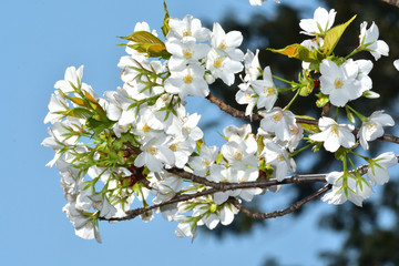 大島桜（オオシマザクラ）/葉が出てから花が咲く。食用に成る葉の色が黄緑であるため山桜と区別できる。数千本の中なら最も良い花を咲かせる木を厳選して撮影。
