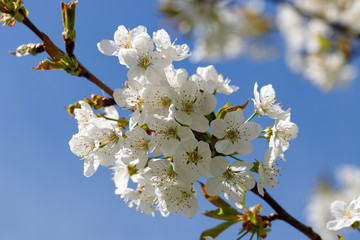 White blossom as first sign of spring, Germany